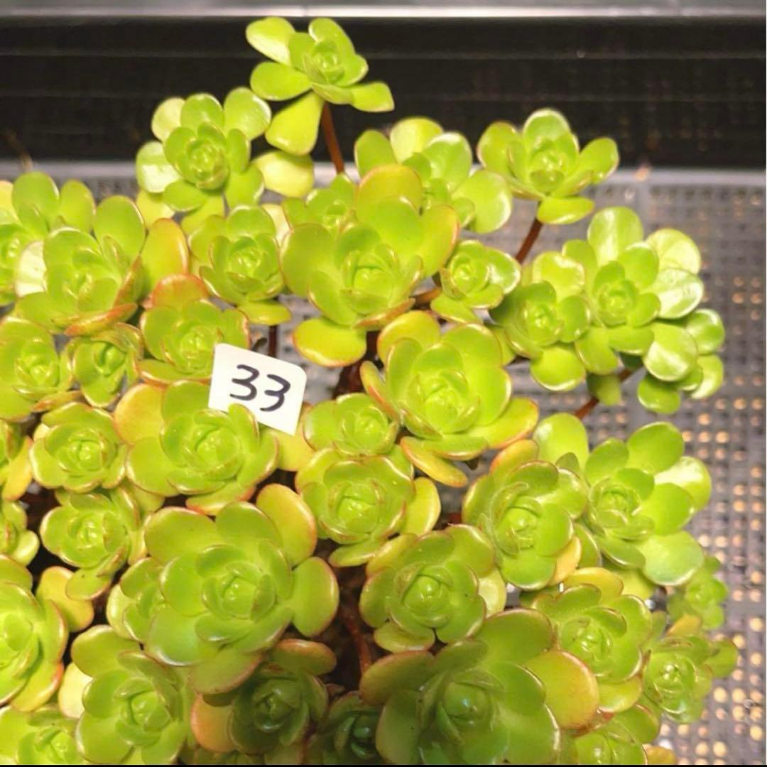33#多肉植物アエオニウム錦❤️ サンデルシ— ❤️ 60-70頭21cm 拔き苗
