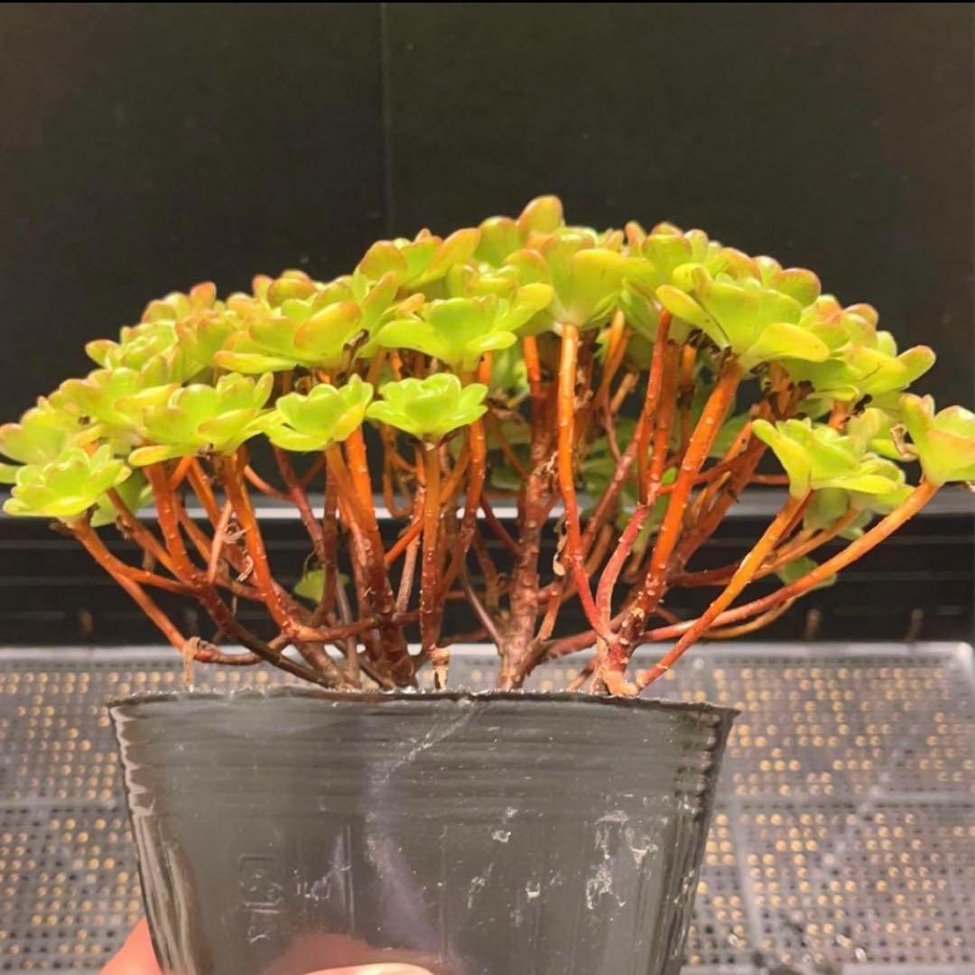 33#多肉植物アエオニウム錦❤️ サンデルシ— ❤️ 60-70頭21cm 拔き苗