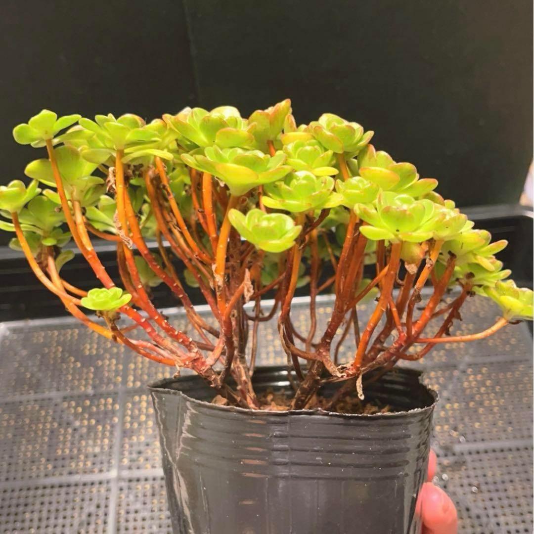 33#多肉植物アエオニウム錦❤️ サンデルシ— ❤️ 60-70頭21cm 拔き苗