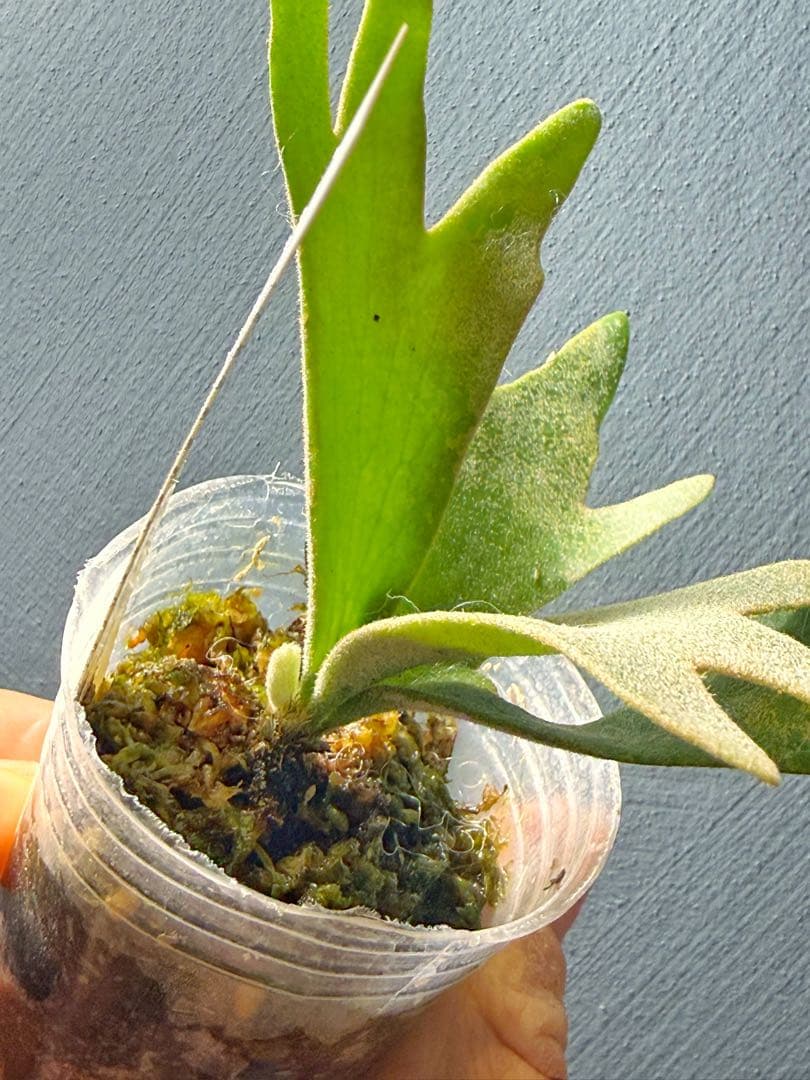 ビカクシダ P.willinckii 'Golden boy' spore #1