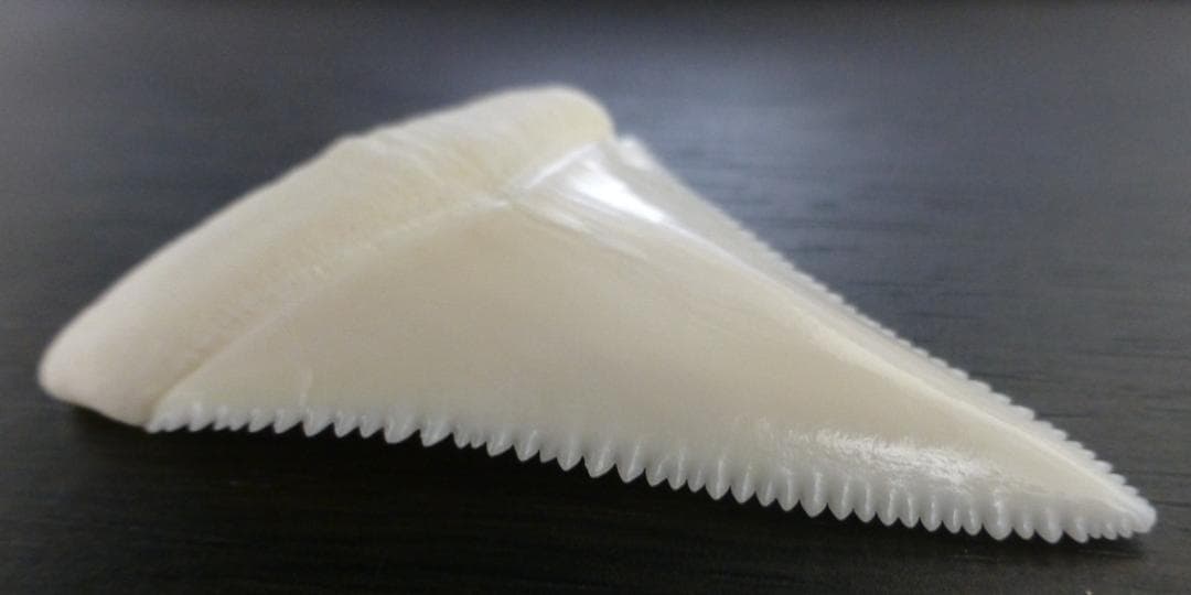 ホホジロザメ（Carcharodon carcharias）49.2ｍm
