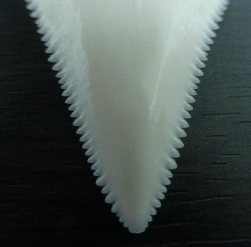ホホジロザメ（Carcharodon carcharias）49.2ｍm