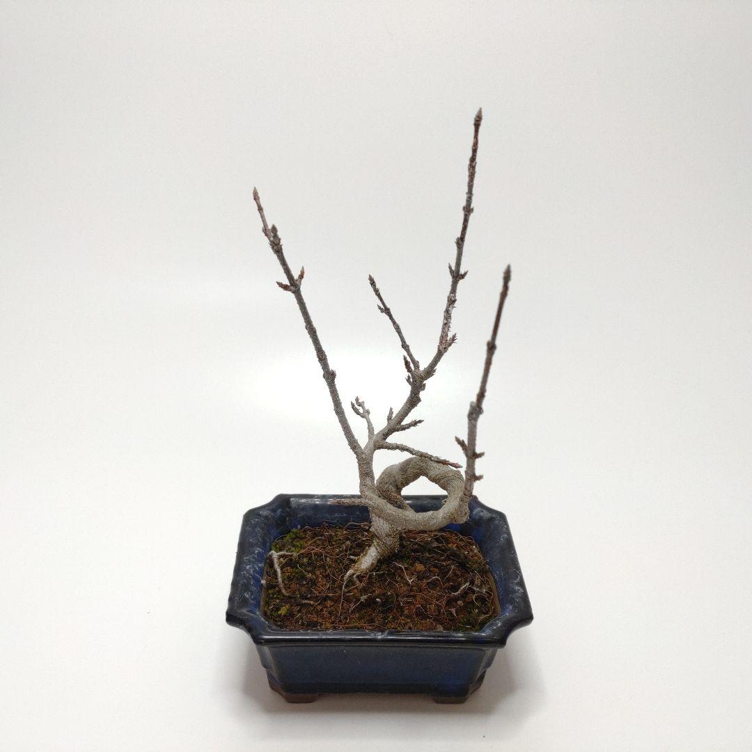 寒樹唐楓（トウカエデ）盆栽 SS004