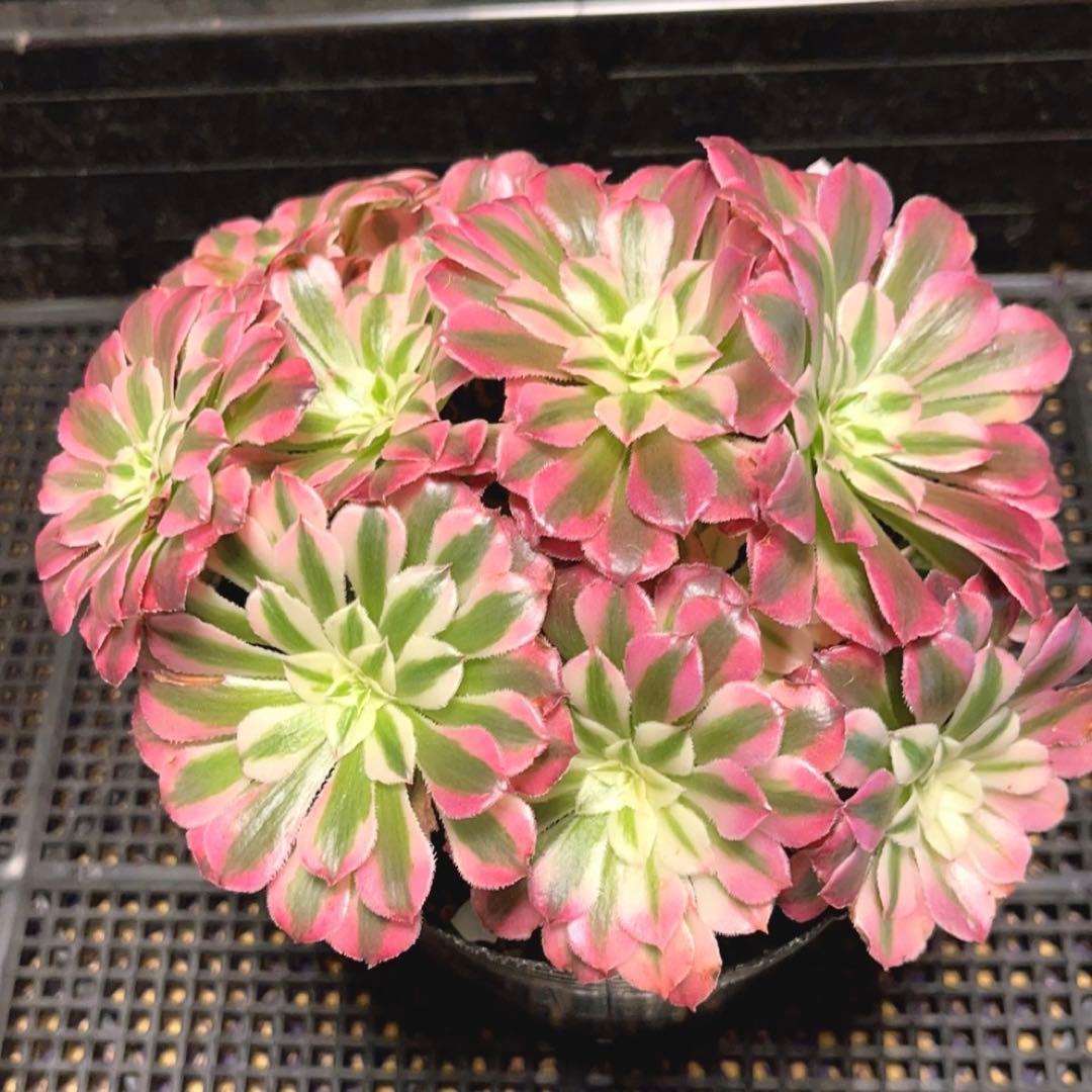 37#多肉植物アエオニウム錦❤️ ガーネット白斑錦 ❤️12頭116cm拔き苗