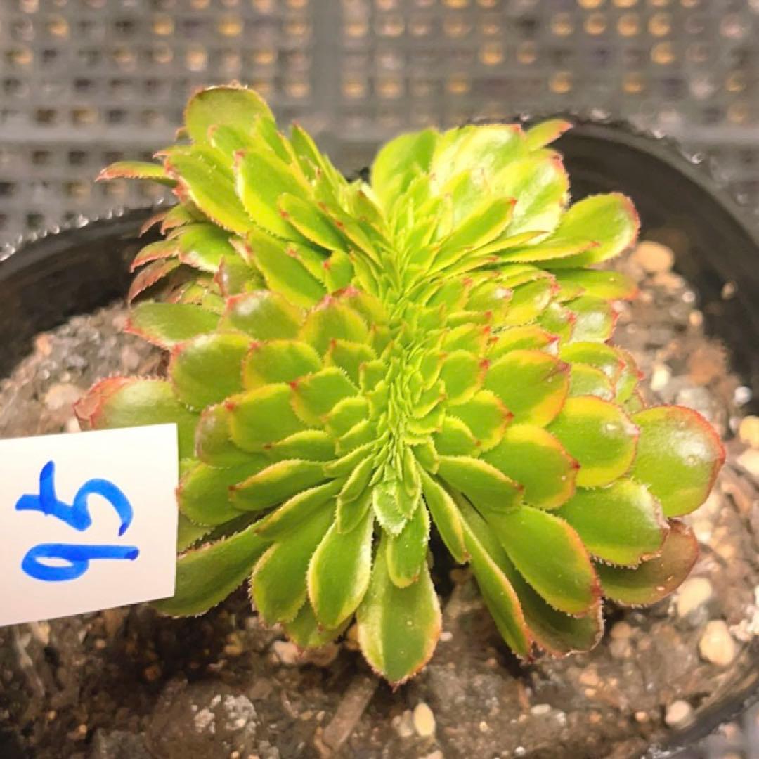 95 #多肉植物ア工オ二ウム錦❤️朝霞錦*NIKA セッカ❤️6cm拨き苗
