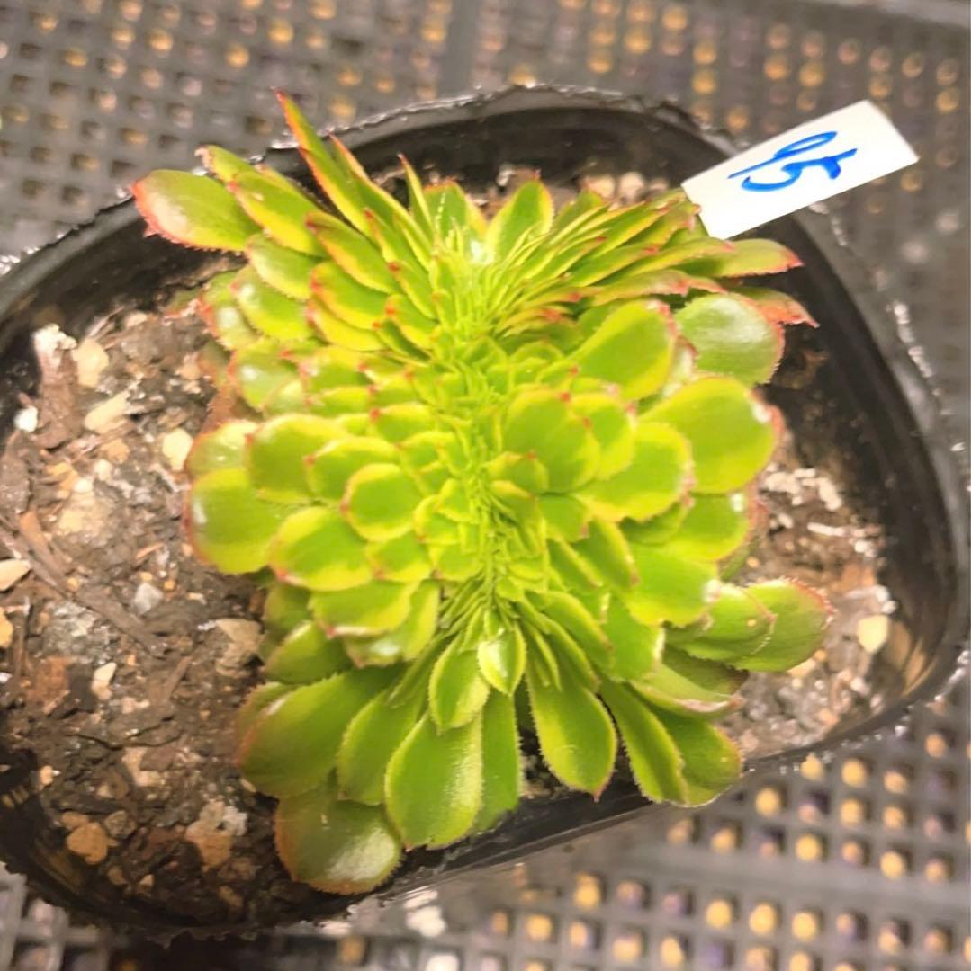 95 #多肉植物ア工オ二ウム錦❤️朝霞錦*NIKA セッカ❤️6cm拨き苗