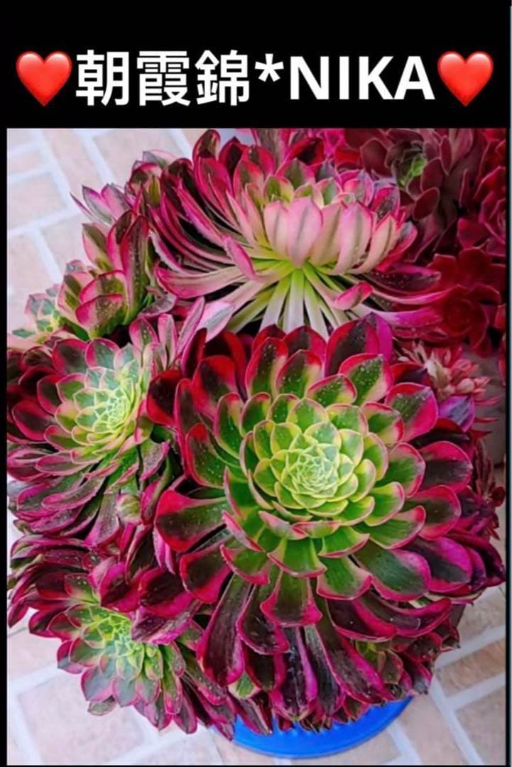 95 #多肉植物ア工オ二ウム錦❤️朝霞錦*NIKA セッカ❤️6cm拨き苗