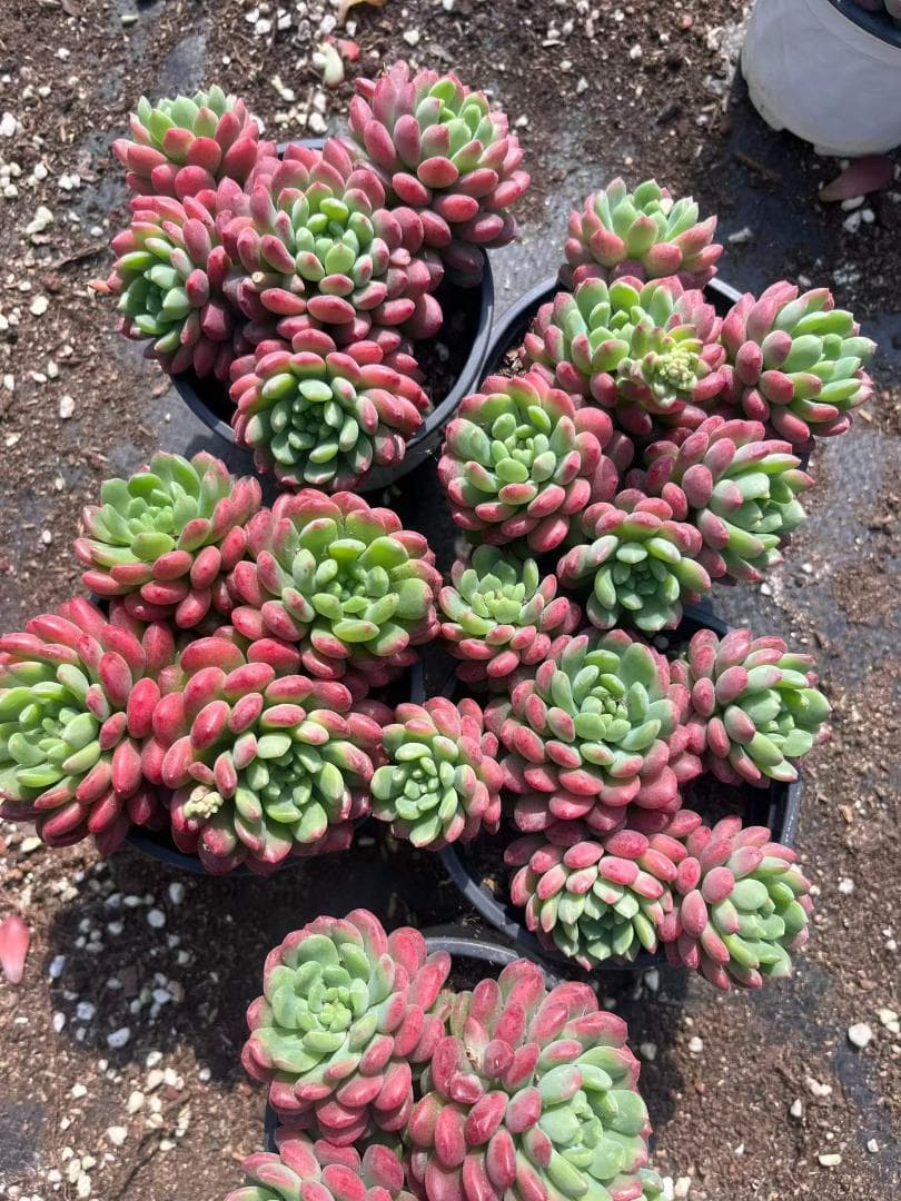 Top【選抜株】多肉植物　24124サクラスノー12個　鉢無し/脱土