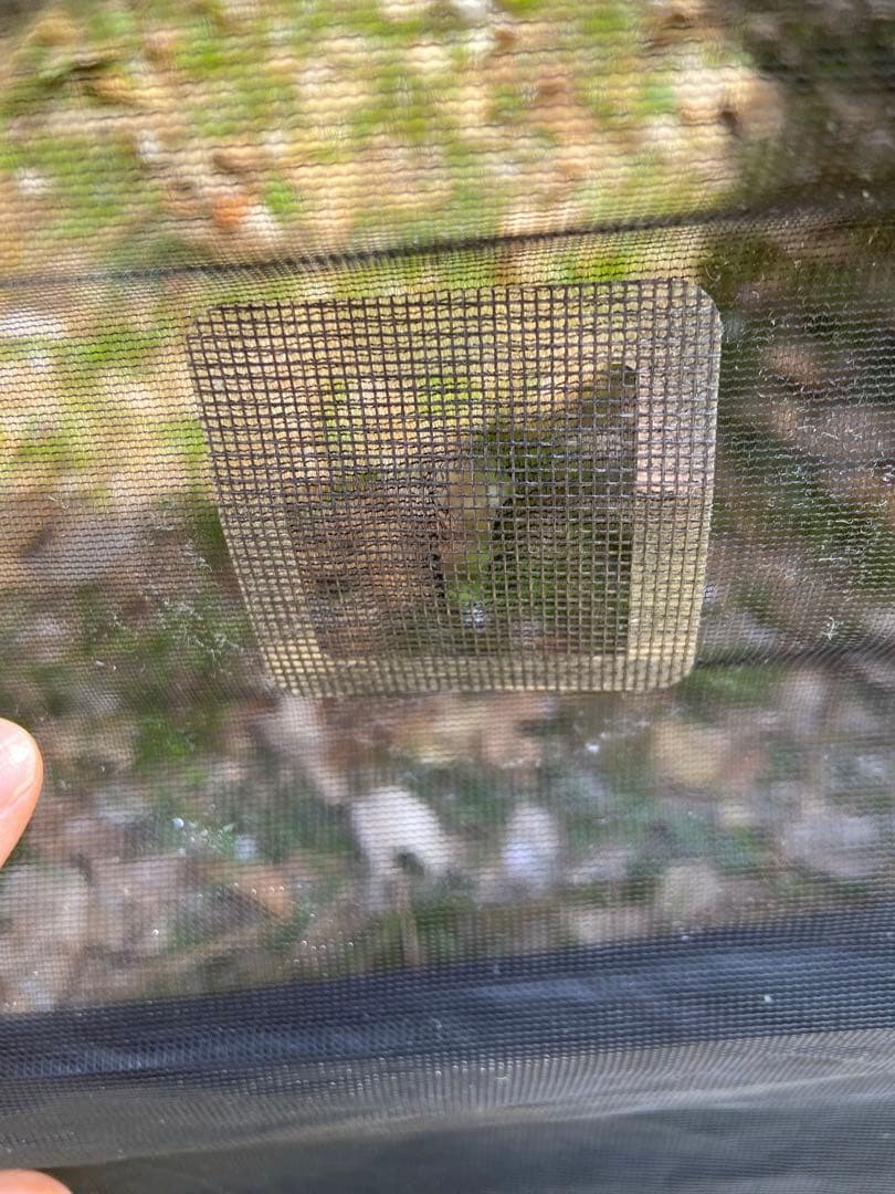 へ*み様 groundcover Acorn house3.45 HEXA TA