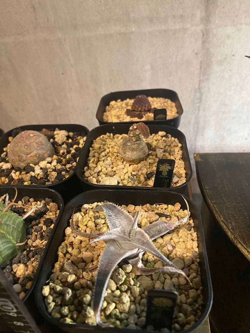 塊根植物 ビザールプランツ 9種セット おまけ付き