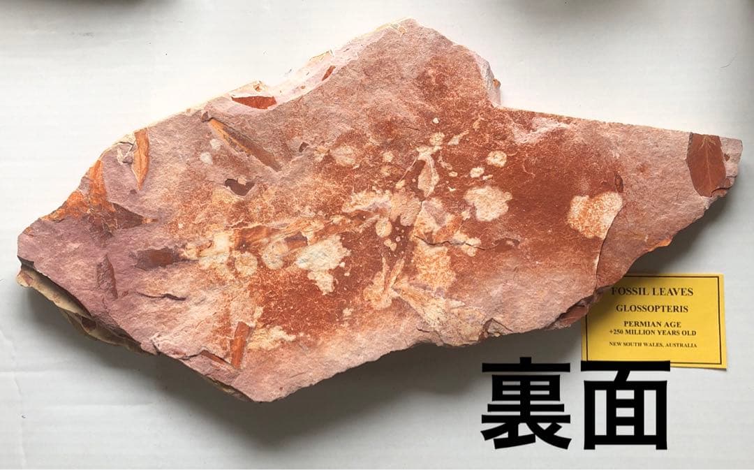 f288 葉っぱの化石　グロッソプテリス　大