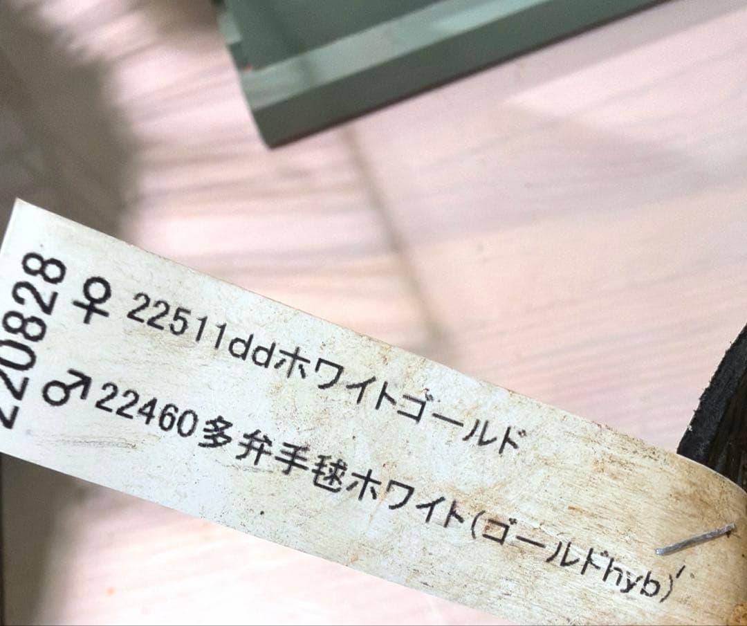 【加藤農園】クリスマスローズ　dd 多弁手鞠　ゴールドhyb《1/18》