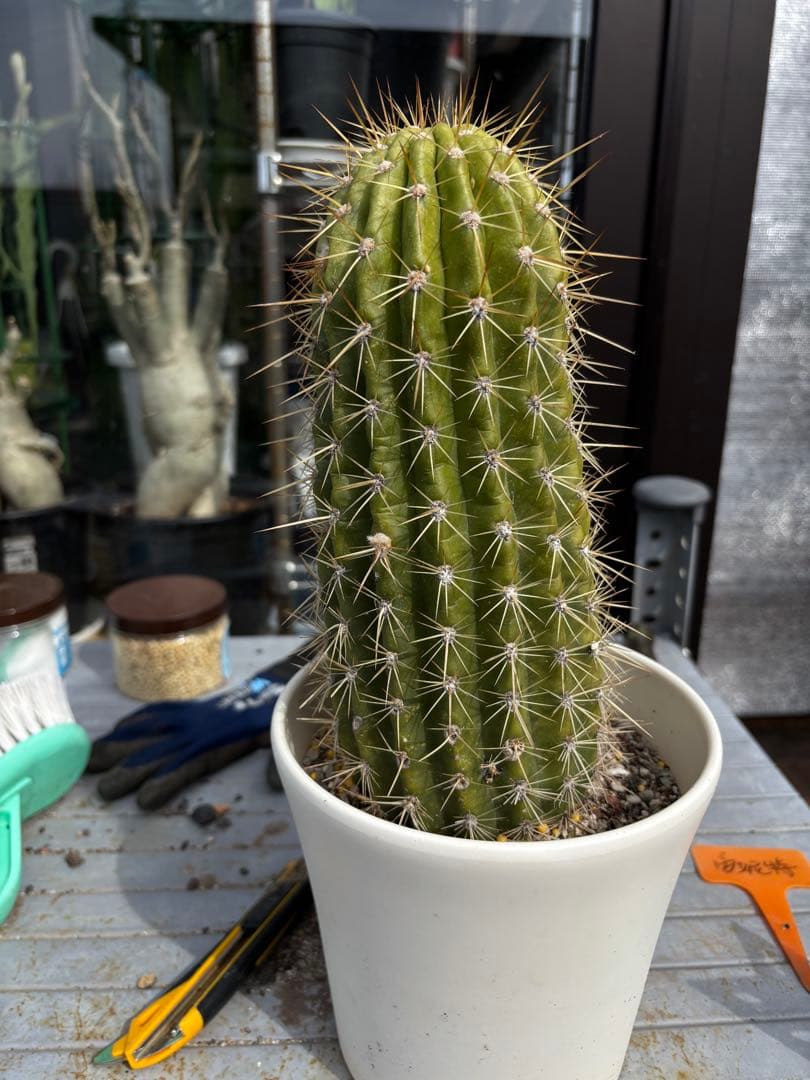 【開花株】多肉植物　花サボテン 大輪咲　アニト