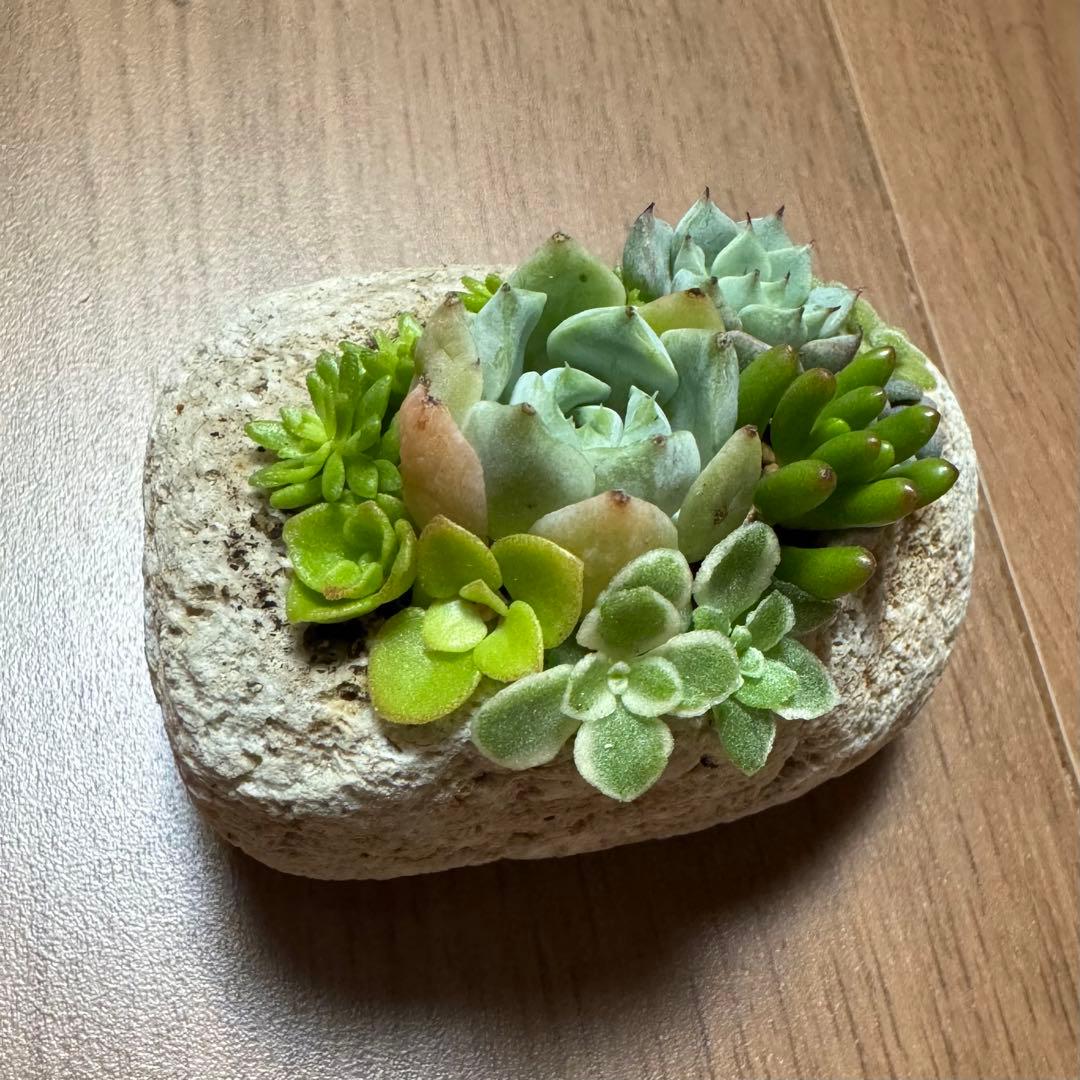 多肉植物 寄せ植え 軽石鉢 エケベリア セダム 虹の玉 ネルソル なし