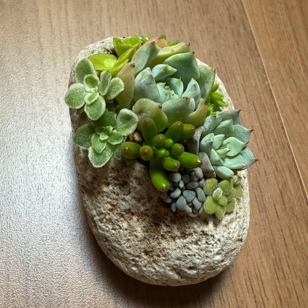 多肉植物 寄せ植え 軽石鉢 エケベリア セダム 虹の玉 ネルソル なし