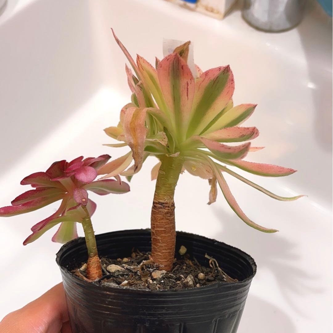 83#多肉植物❤️アエオニウム錦❤️ 緑魅 ❤️1大頭1小頭12cm拔き苗