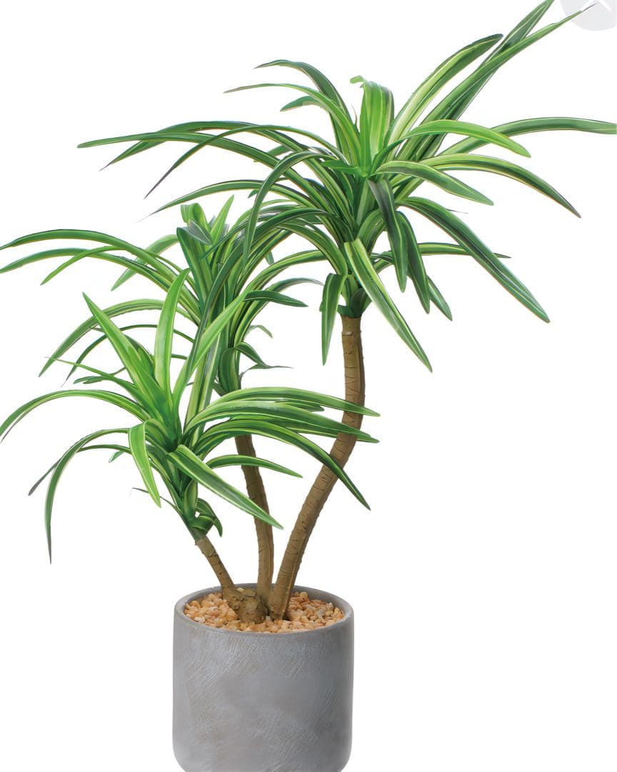 光触媒　人工観葉植物　ウォールグリーン　フェイクグリーン　コンクリユッカ