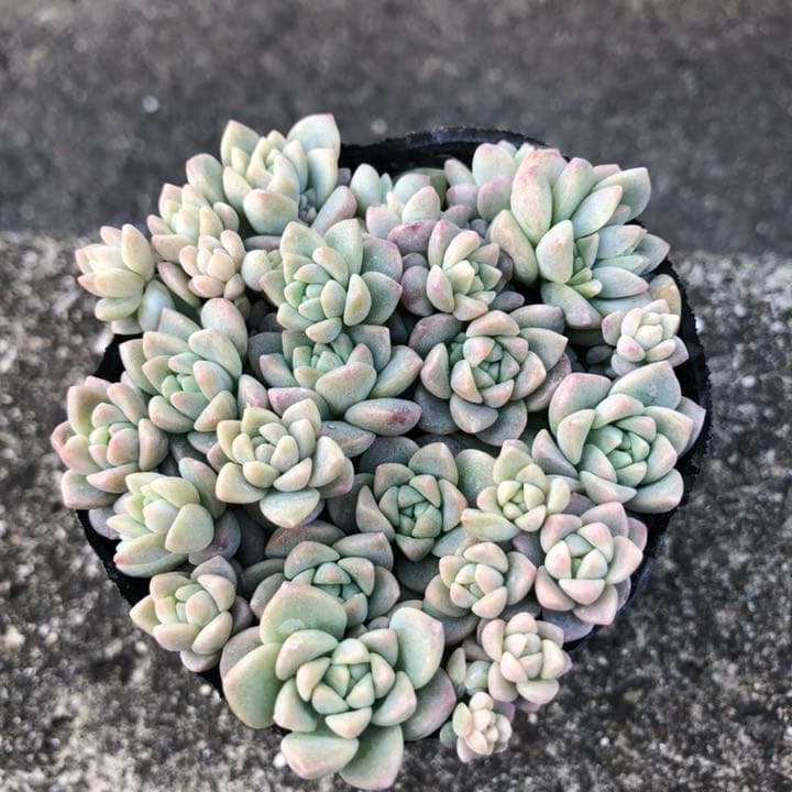 多肉植物✩.*˚プロリフェラ 抜き苗