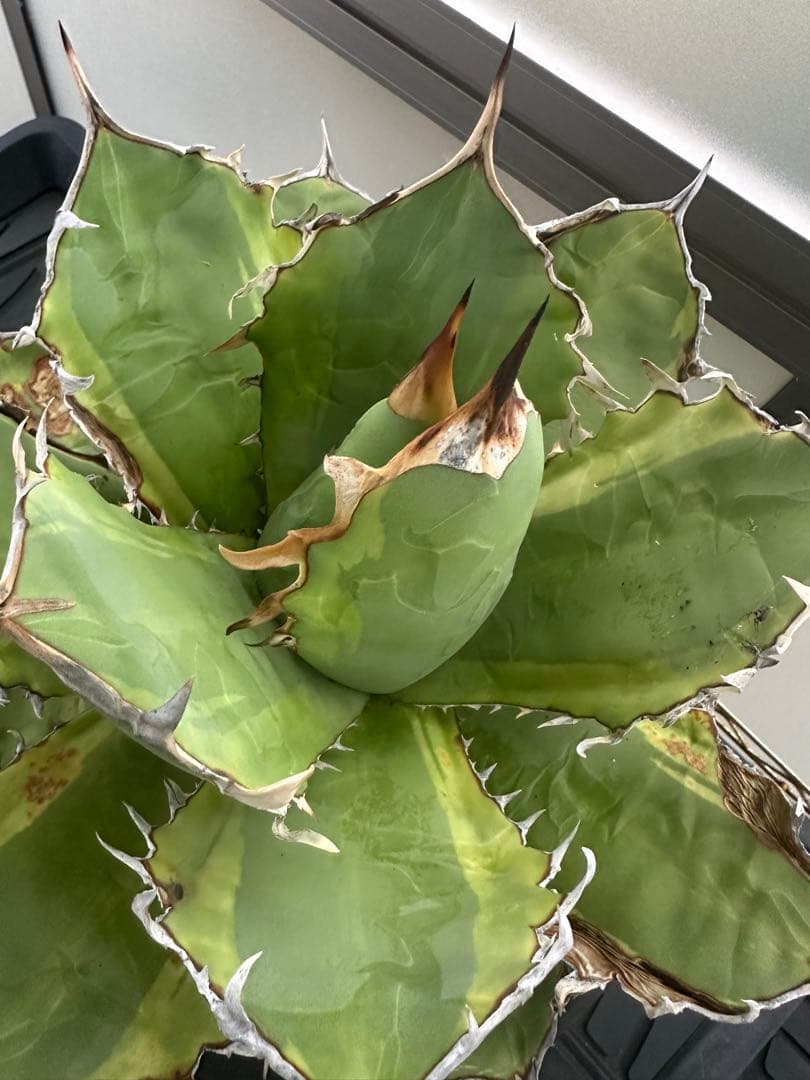 大株！　子株有　チタノタNo.1 アガベ　多肉植物　錦　チタノタナンバーワン
