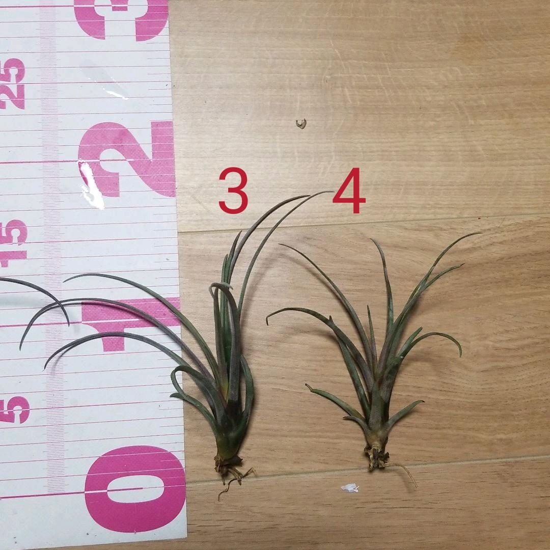 タケ様確認用