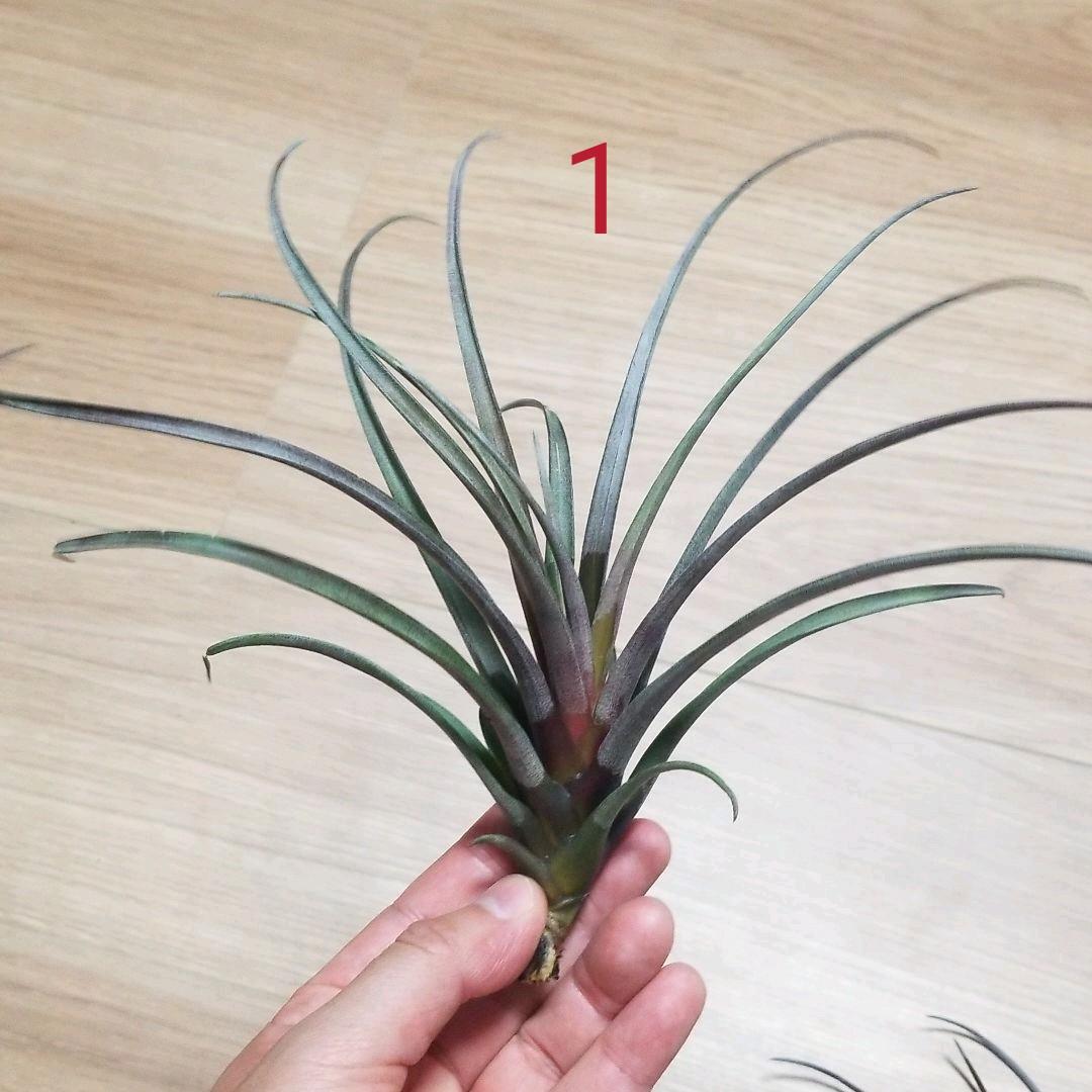 タケ様確認用