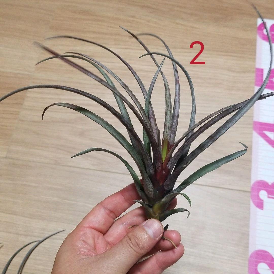 タケ様確認用
