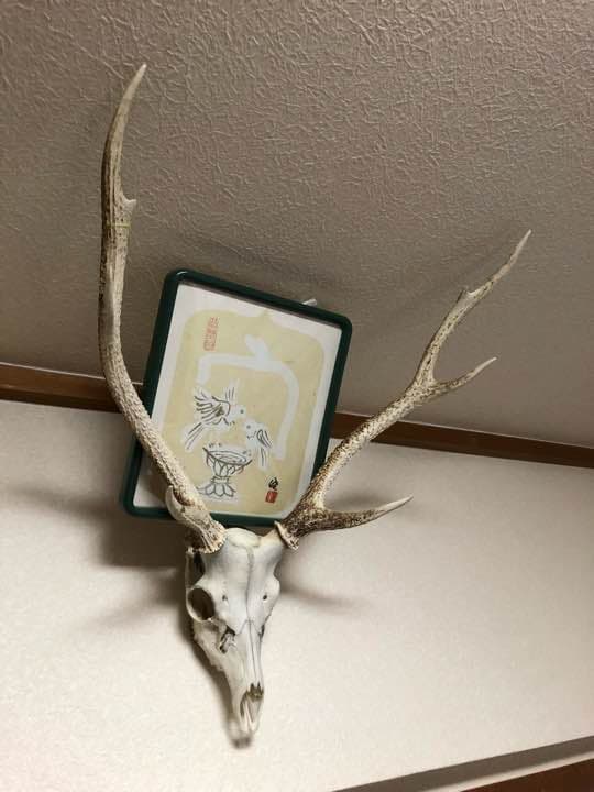 鹿の角