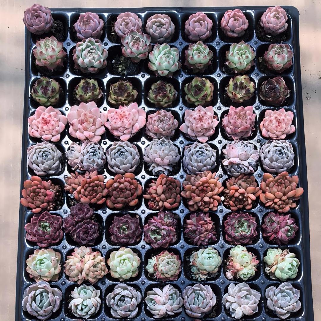 Top【選抜株】多肉植物　25457ファンタジー レルム105個 プラグトレー苗