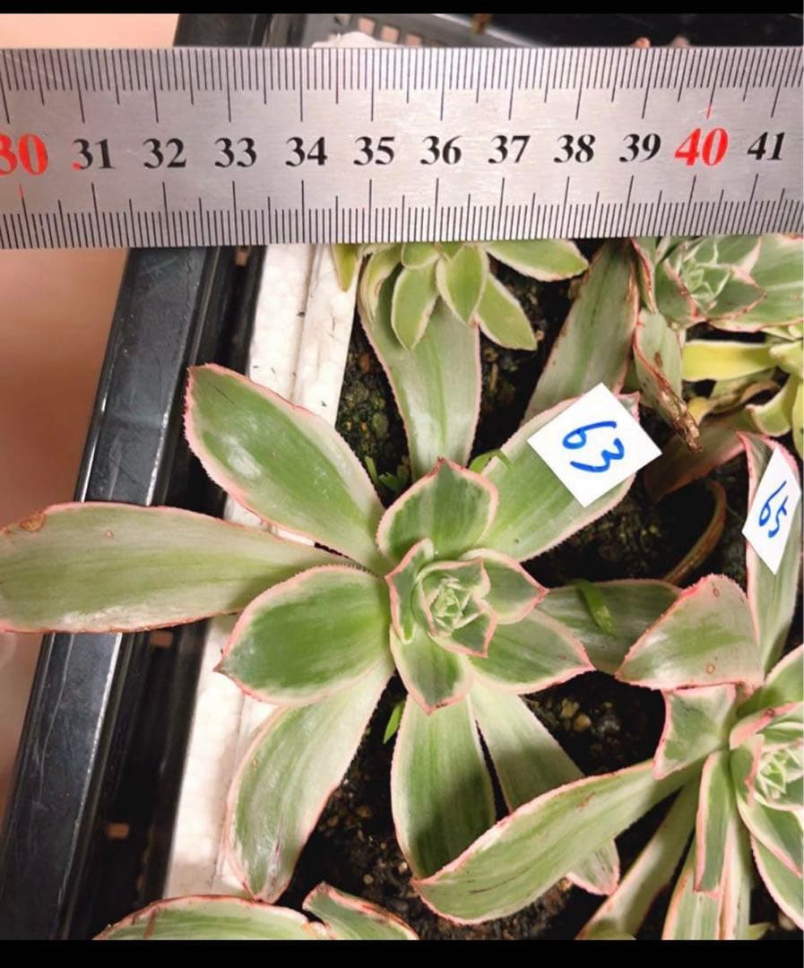 63 #多肉植物アエオニウム錦❤️はくていじょう❤️白帝城❤️1大頭13cm拔き苗
