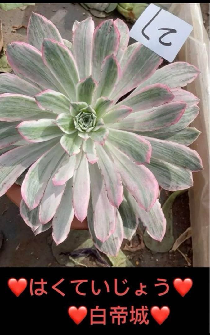 63 #多肉植物アエオニウム錦❤️はくていじょう❤️白帝城❤️1大頭13cm拔き苗