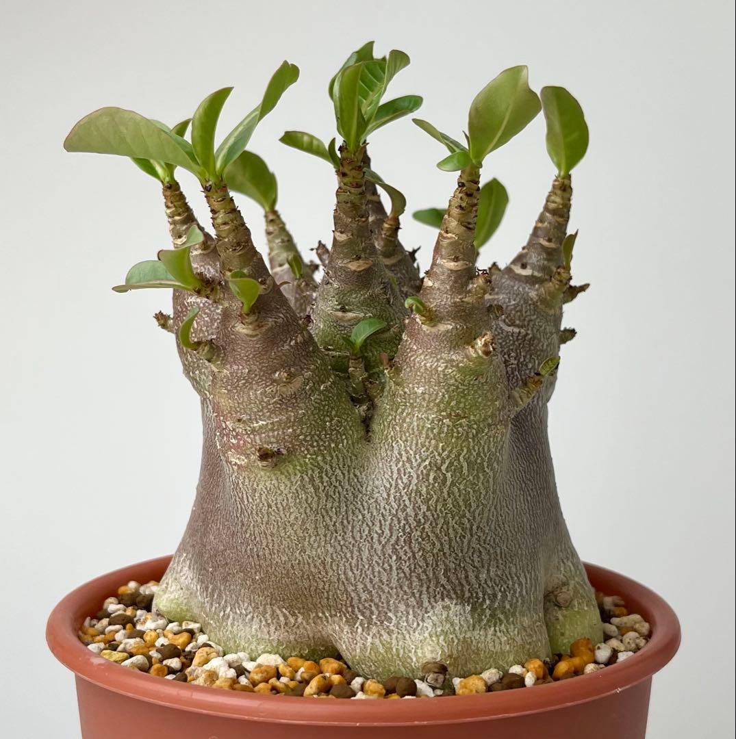 【ドワーフ/極太/塊根植物】 アデニウム アラビカム BT 鉢植え F-2