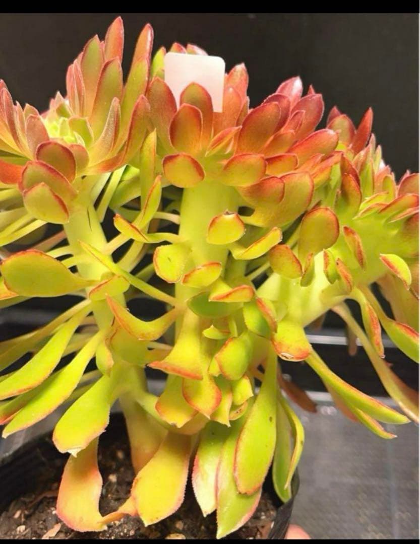 25#多肉植物アエオニウム❤️ ナガ女王 セッカ ❤️19cm拔き苗