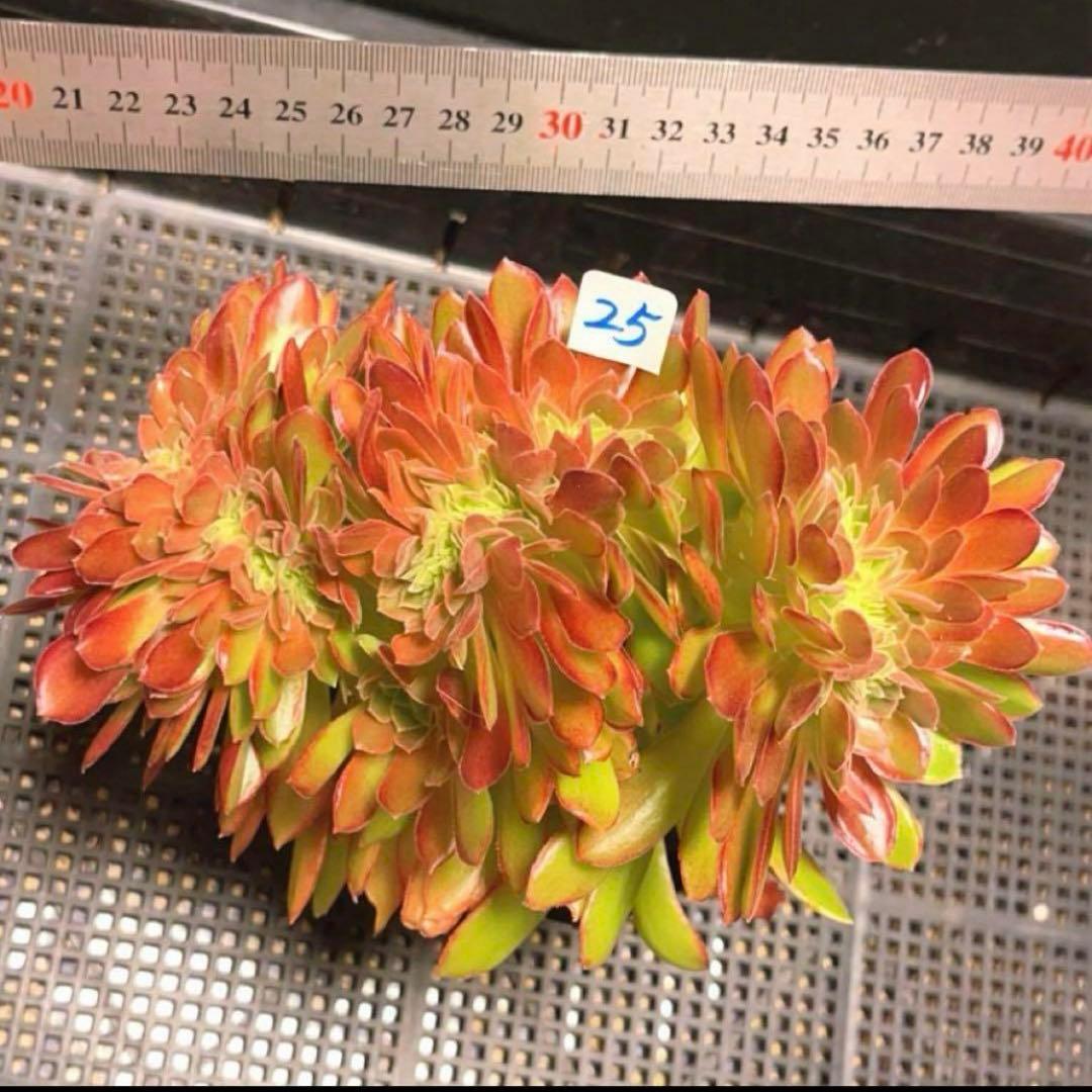 25#多肉植物アエオニウム❤️ ナガ女王 セッカ ❤️19cm拔き苗