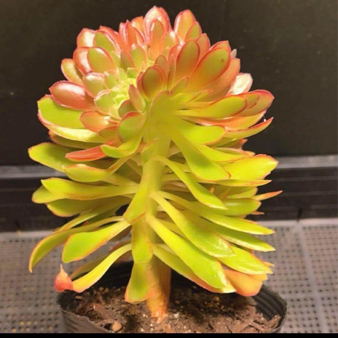 25#多肉植物アエオニウム❤️ ナガ女王 セッカ ❤️19cm拔き苗