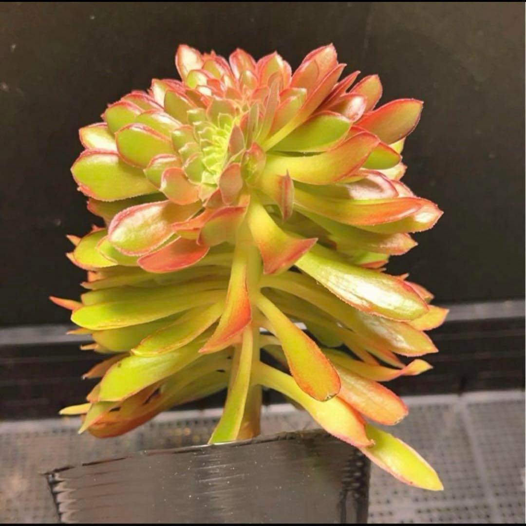 25#多肉植物アエオニウム❤️ ナガ女王 セッカ ❤️19cm拔き苗