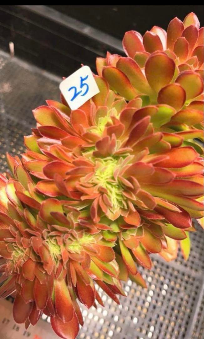 25#多肉植物アエオニウム❤️ ナガ女王 セッカ ❤️19cm拔き苗
