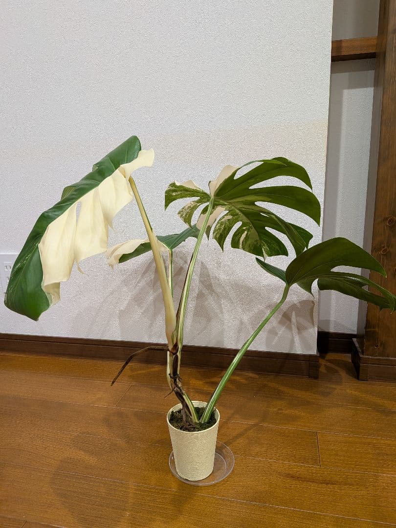 希少品種！斑入りモンステラボルシギアナホワイトタイガーしっかり大葉のハーフムーン