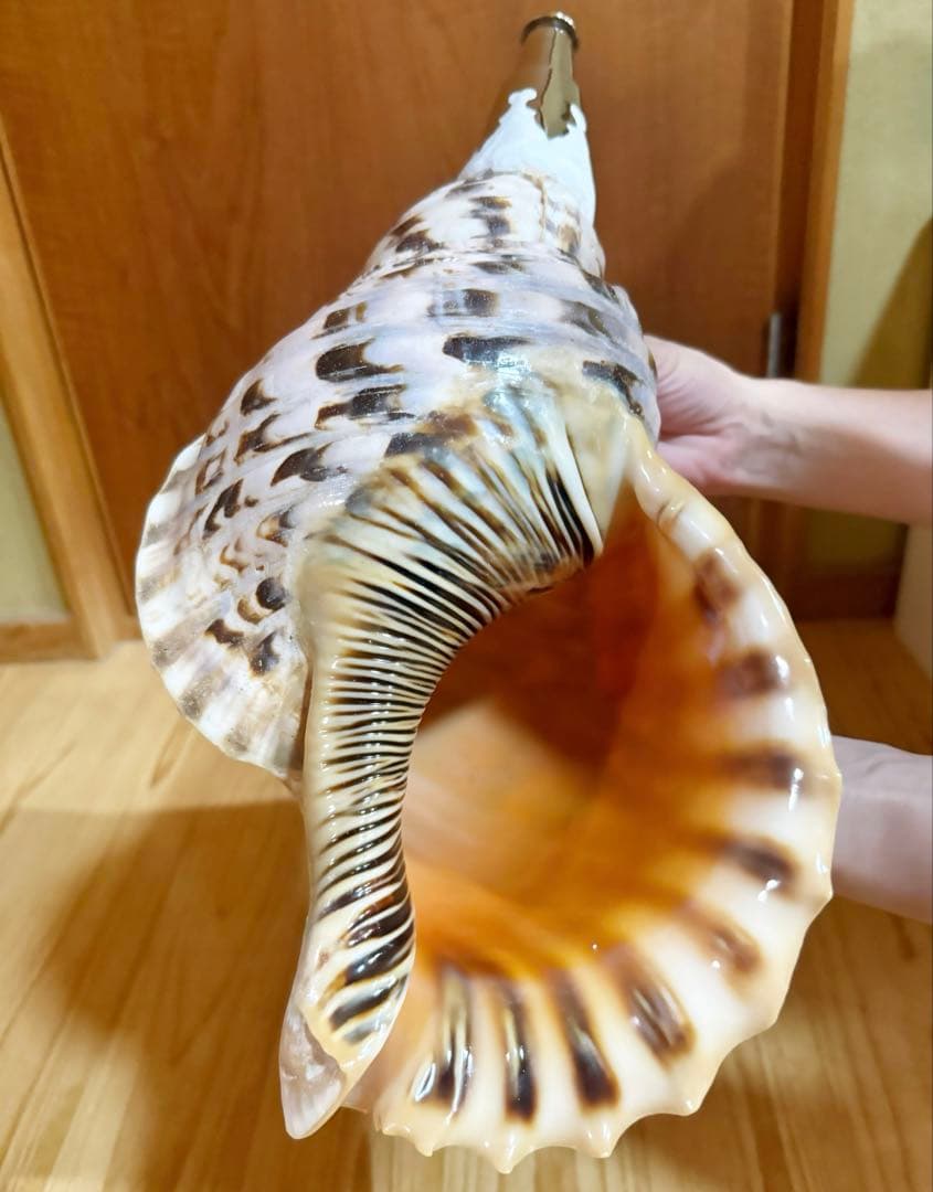 特大肉厚42.5㎝修験道法螺貝　山伏　密教　魔除け　熊よけ❣️ホラガイ　ほら貝