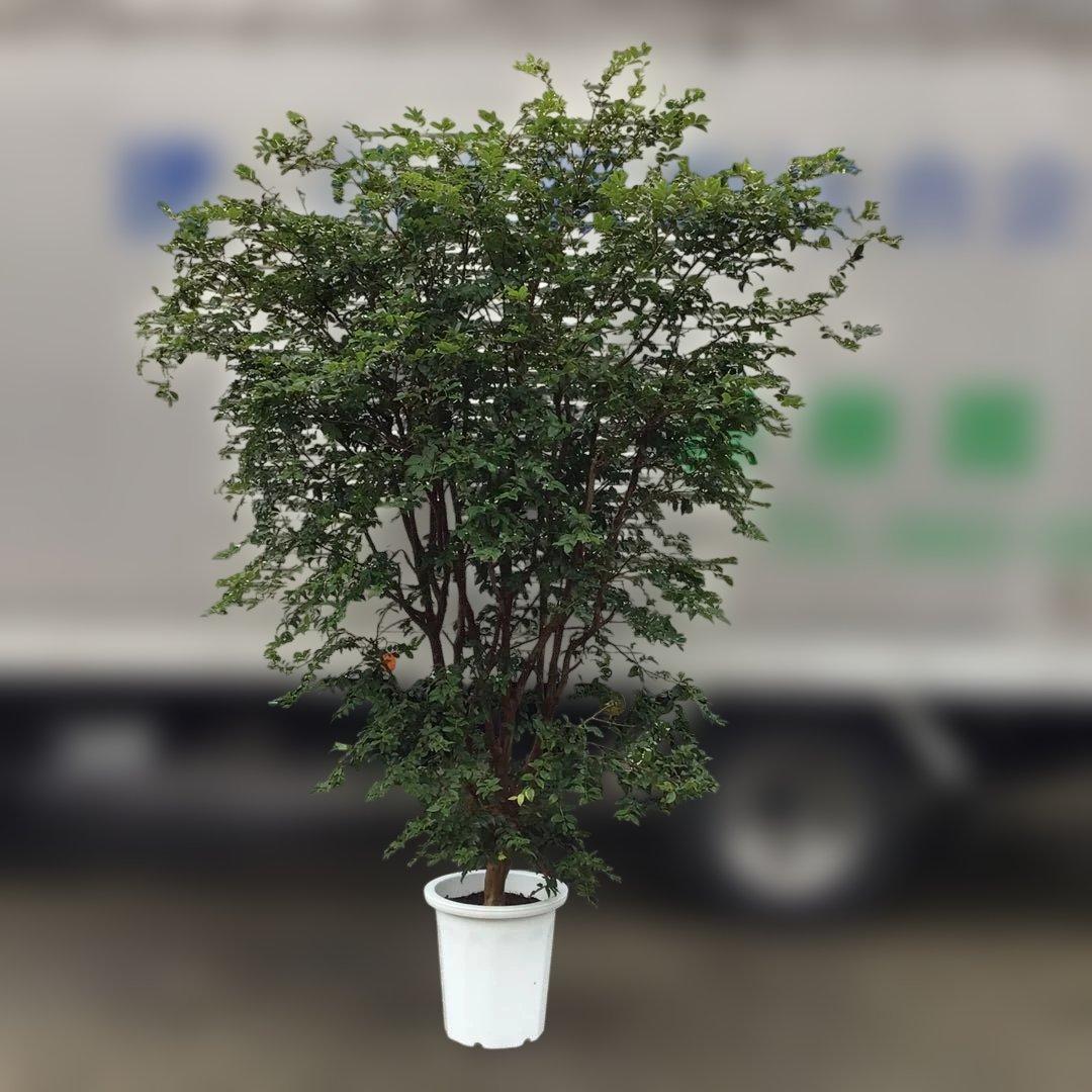 ジャボチカバ　小葉種　花芽付き