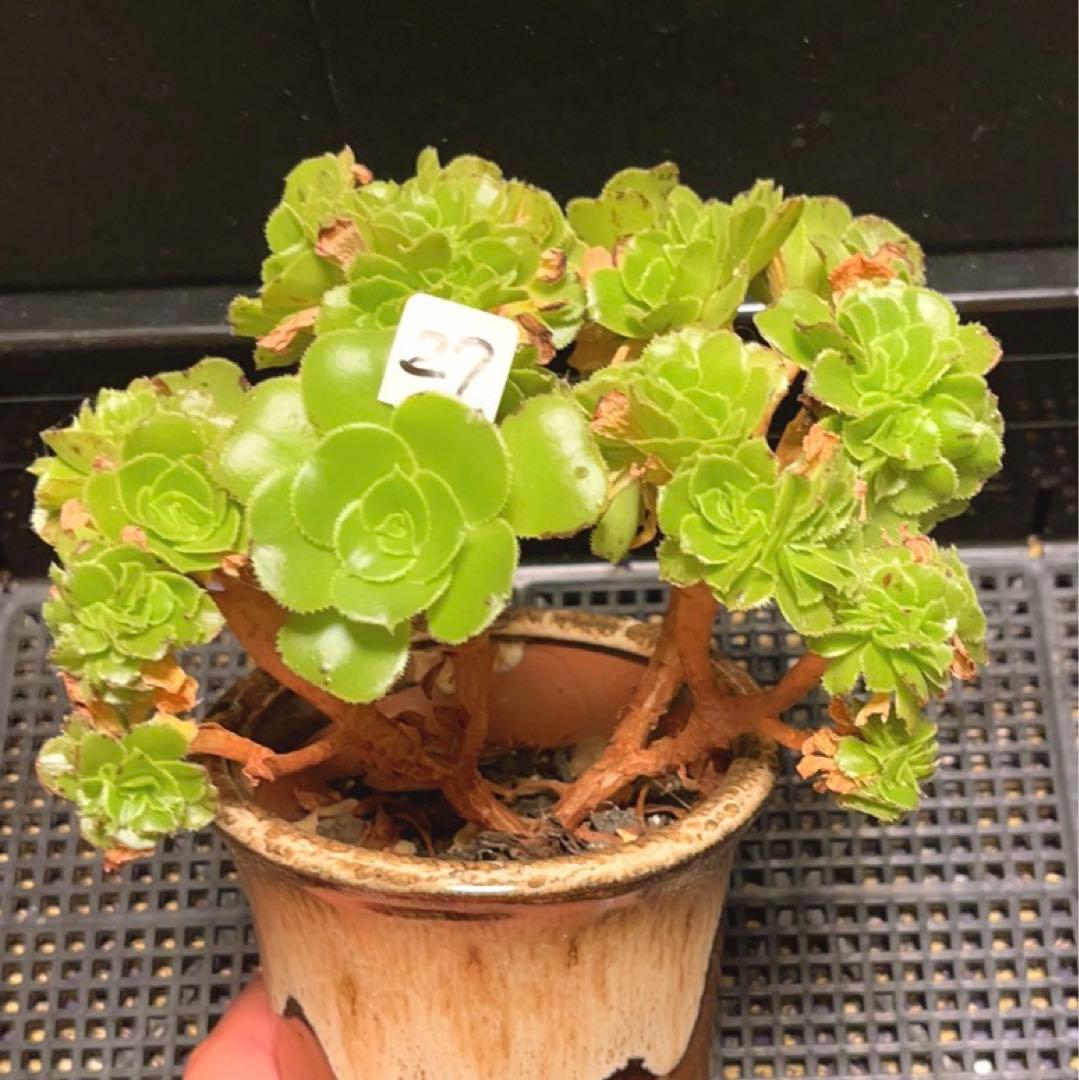 27#多肉植物 アエオニウム ❤️小葉香炉皿法師セッカ❤️15cm!拔き苗！