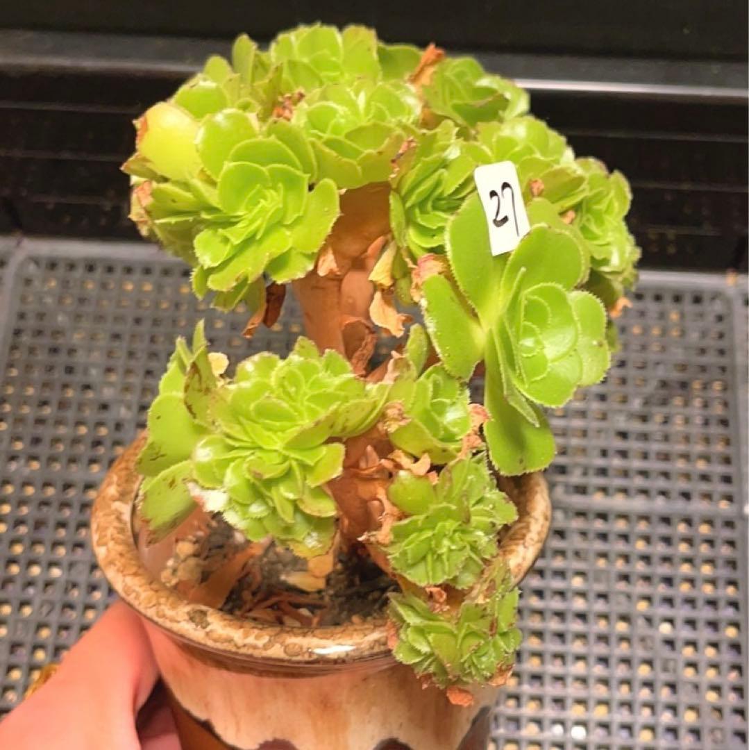 27#多肉植物 アエオニウム ❤️小葉香炉皿法師セッカ❤️15cm!拔き苗！