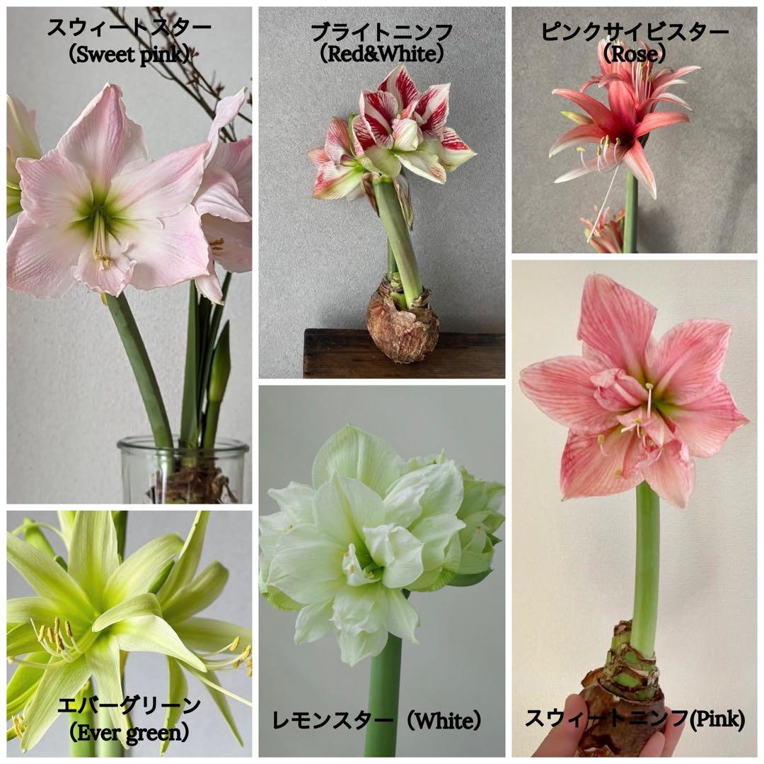 マジックアマリリス　2球　取引画面にてご希望の色をお伝えください。