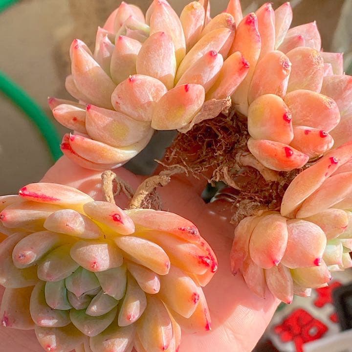 アルバビューティー　大群生