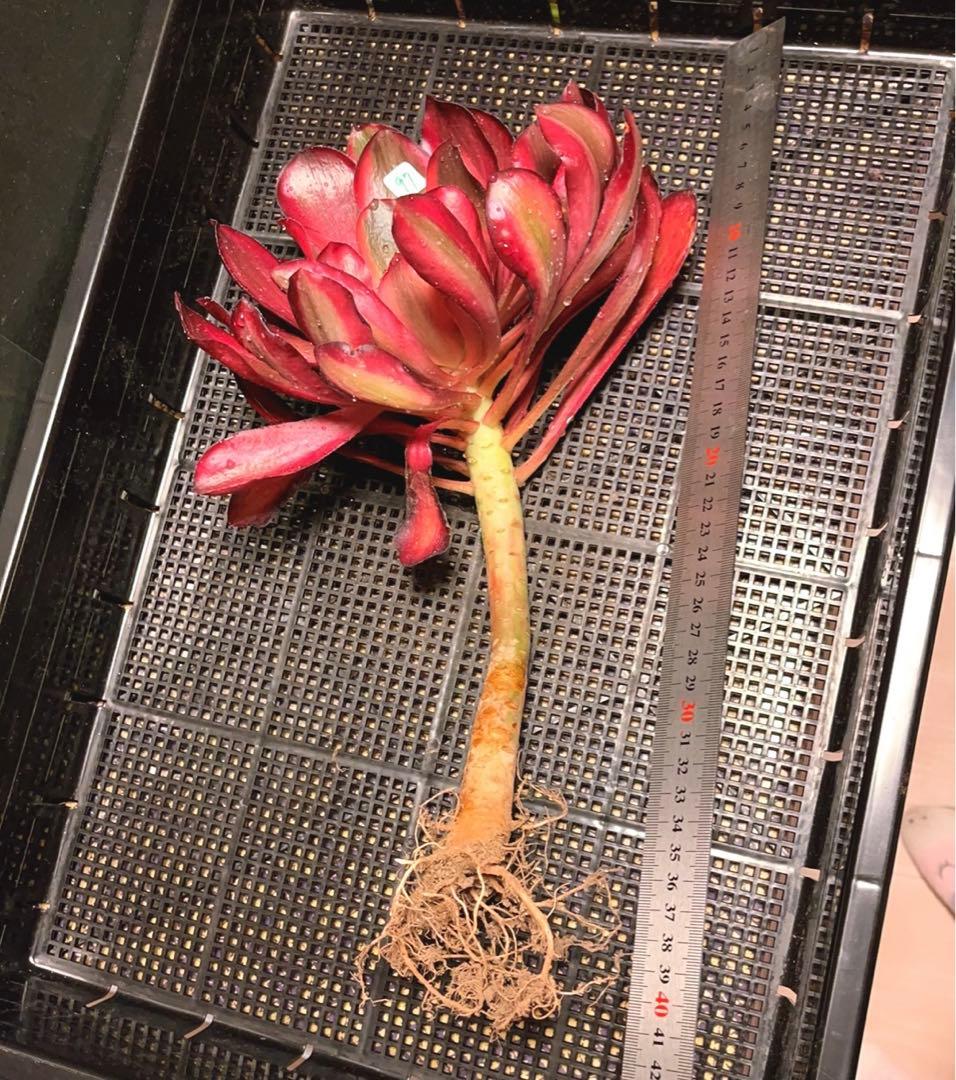 97#多肉植物アエオニウム錦❤️Vodoo錦紅魔女❤️1大頭22cm高38cm拨き苗