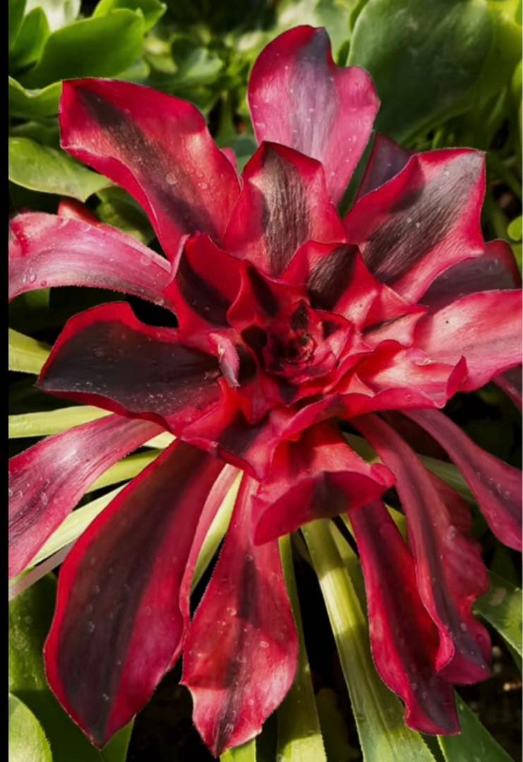 97#多肉植物アエオニウム錦❤️Vodoo錦紅魔女❤️1大頭22cm高38cm拨き苗