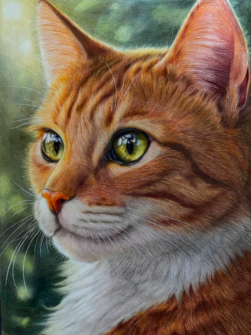 色鉛筆画A4 光を見つめる茶トラ猫