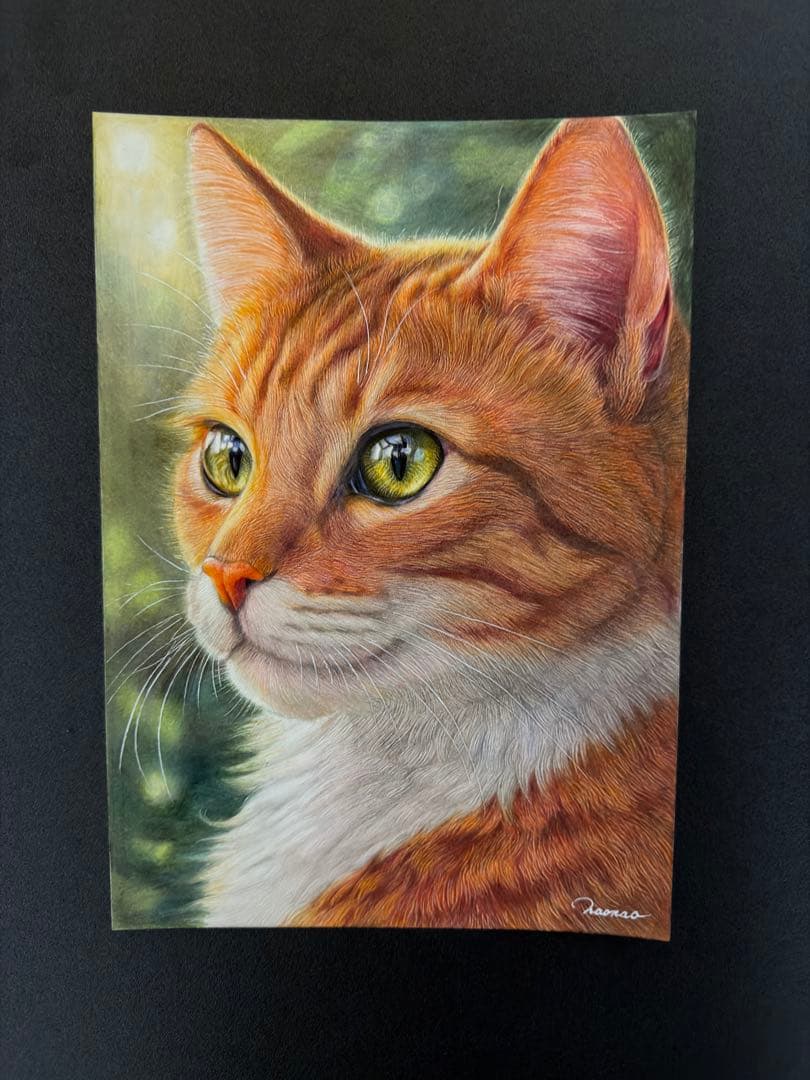 色鉛筆画A4 光を見つめる茶トラ猫