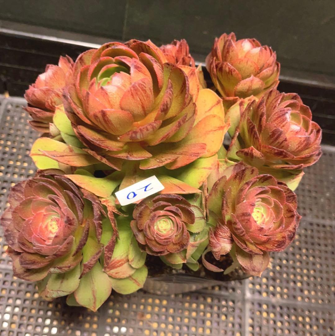 20#多肉植物アエオニウム錦❤️ハロウィンブラック糸引き锦❤️8頭18cm拨き苗