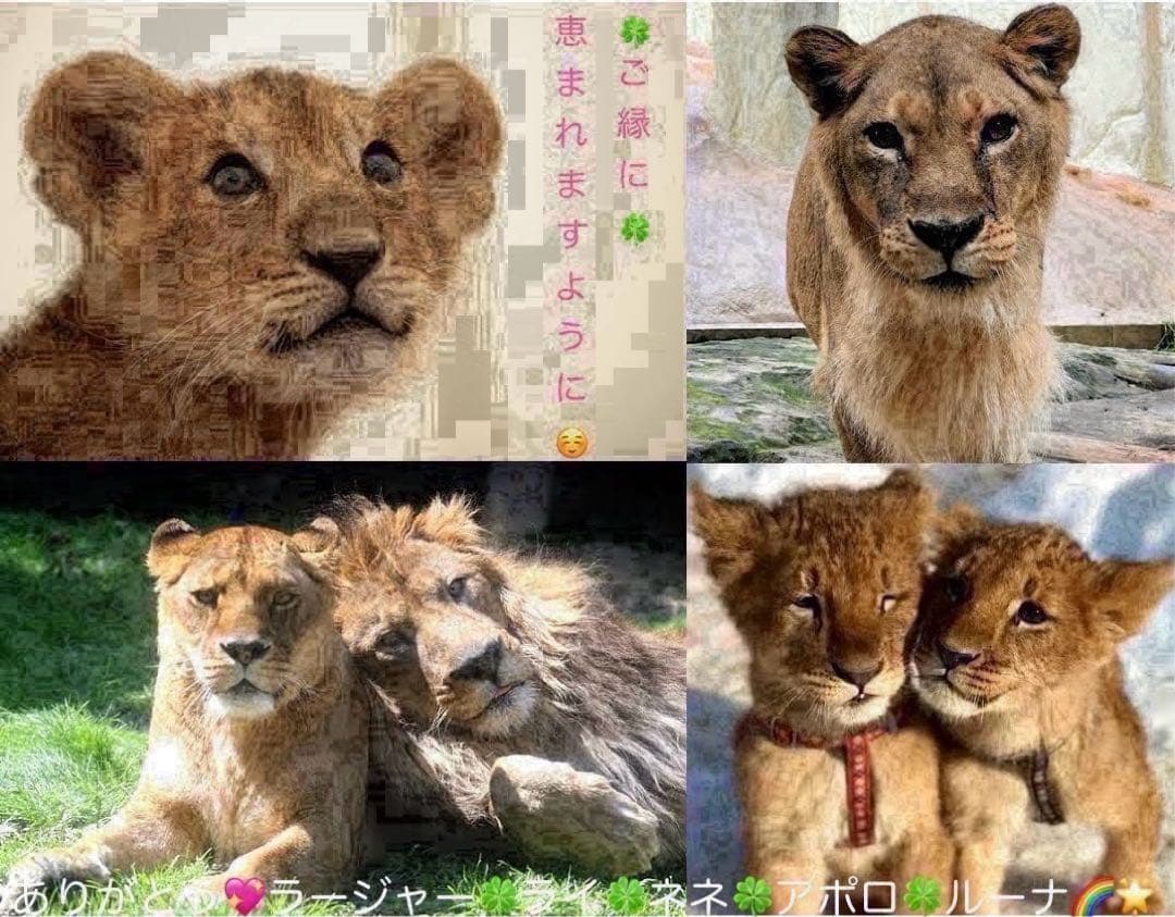 ディアボリックラヴァーズ 名古屋限定缶バッジ レイジ