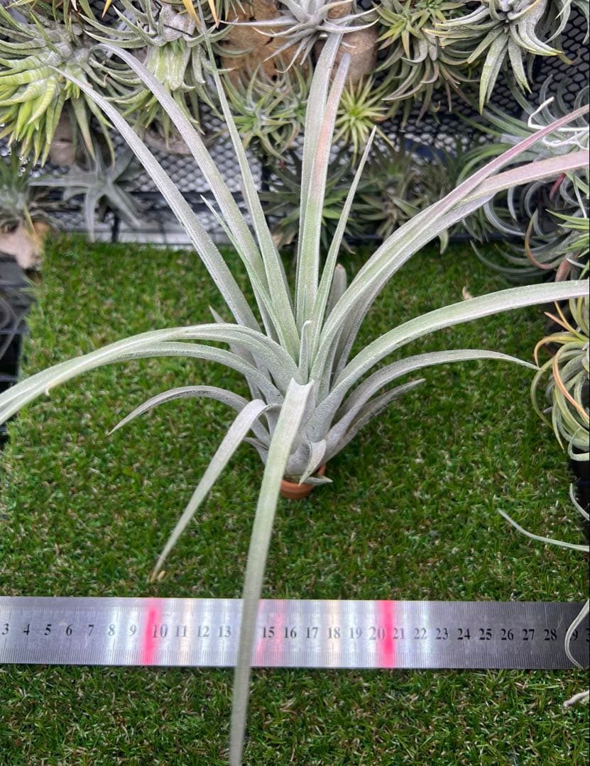 ブロメリア・エアープランツ Tillandsia Silver Trinket